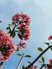 Lu Zongapos;s Hidden