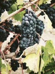 Become a big shot in