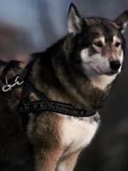 The Strongest Qi Ref