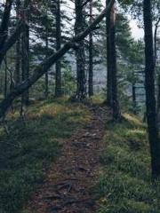 Rebirth as a Court A